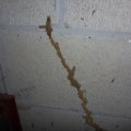 WDI-termite-mud-tube-in-garage